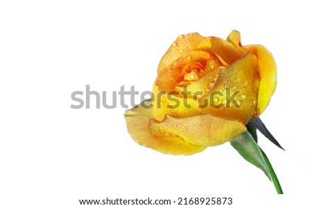 bright yellow rose in drops of dew isolated on white. yellow rose flower in drops of water. 