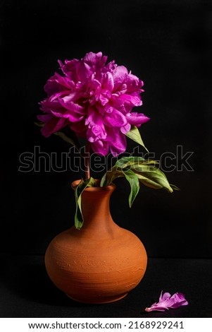Beautiful peony in a clay vase on a black background