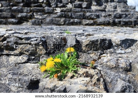 Flowering dandelion on a stone wall. Incredible, barren, soil. Symbol of life in barren landscape