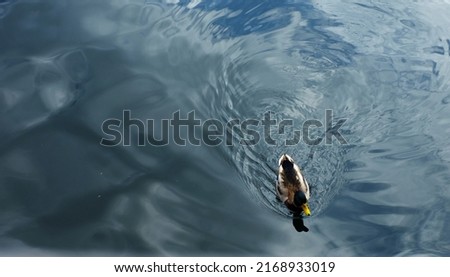 Male mallard duck swimming in the pond. Green water duck. Royalty-Free Stock Photo #2168933019