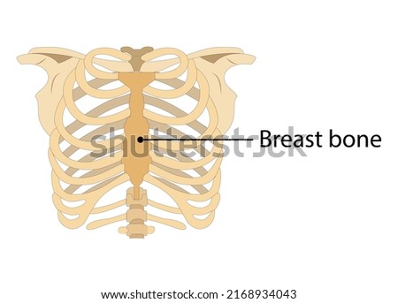 human Ribcage Skeleton on white background. breast bone Royalty-Free Stock Photo #2168934043