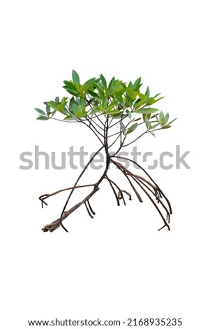 Cut out mangrove tree with prop root and aerial roots isolated on white background. Royalty-Free Stock Photo #2168935235