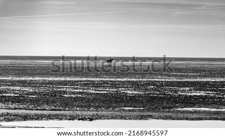 A horse far away, galloping on the beach. Beautiful background, low tide and sky. Black and White.
