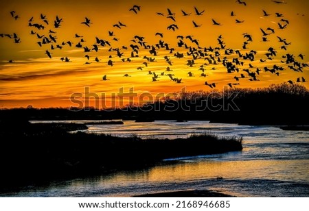 A flock of cranes in the sky at sunset. Cranes in sunset sky. Crane flock in sunset sky. Birds in sky at sunset Royalty-Free Stock Photo #2168946685
