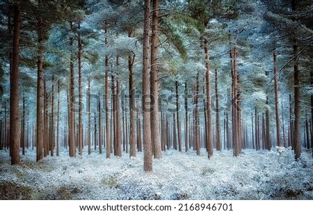 Frost in the pine forest. Pinewood in frost. Pine tree forest in frost. Frost pine forest background Royalty-Free Stock Photo #2168946701