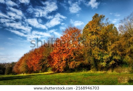 Autumn foliage of trees in nature. Autumn trees in fall. Forest trees in autumn. Autumn forest trees