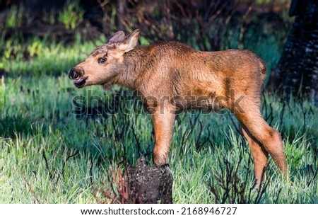 Little moose alone in the forest. Cute moose calf in nature. Moose calf portrait. Moose calf Royalty-Free Stock Photo #2168946727