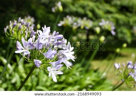 Beautiful natural background blue flowers agapanthus umbrella