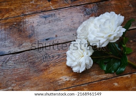 White roses on a wooden background. Place for text. Holiday postcard. Copy space
