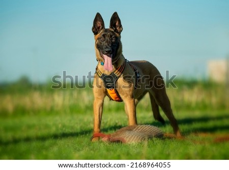 Portrait of a Belgian Shepherd Malinois in a summer meadow Royalty-Free Stock Photo #2168964055