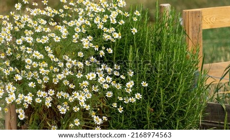 Close up of a blooming German chamomile and rosemary crop in early June in the vegetable garden

 Royalty-Free Stock Photo #2168974563