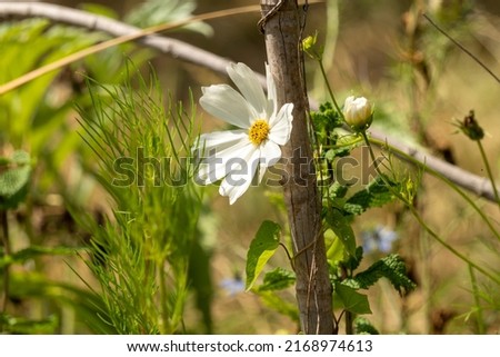 Pretty white cosmos flower, against a bamboo stake, in the middle of the vegetable patch, in June Royalty-Free Stock Photo #2168974613