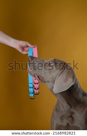 weimaraner dog in photography studio in front of yellow background posing with blue and yellow collars hand held with hand in photo studio shot verticaly