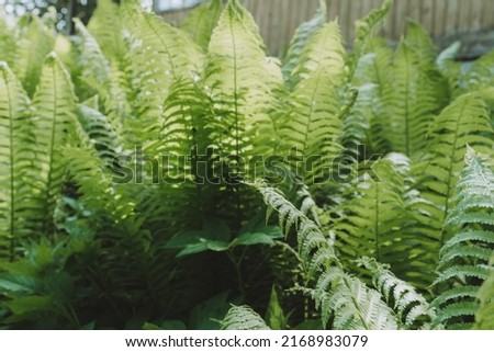 Fantasy fern bushes. Background, texture