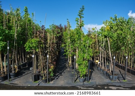 Rows of young trees in plastic pots. Rows of potted seedling of trees at plant nursery. Royalty-Free Stock Photo #2168983661