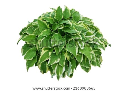 Hosta plant, plantain lily, isolated on white background. Royalty-Free Stock Photo #2168983665