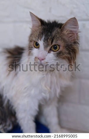 Male Persian Cat with Calico Colored Fur playing on the porch