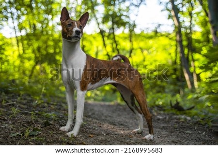 Portrait of a red dog basenji standing between the trees in a summer forest on the Sunset. Puppy Basenji Kongo Terrier Dog.
