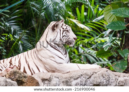 White Tiger on a rock in zoo