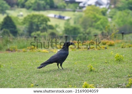 A big corvid perched on the ground.  Wakakusa mountain  Nara  Japan    
