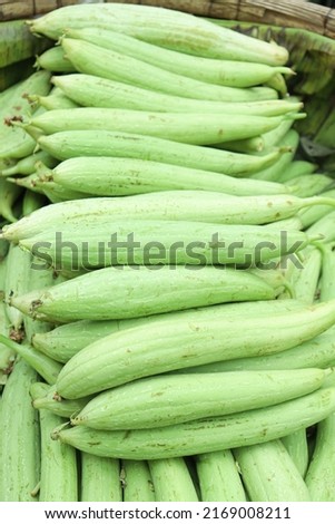 fresh healthy luffa gourd stock on shop for sell