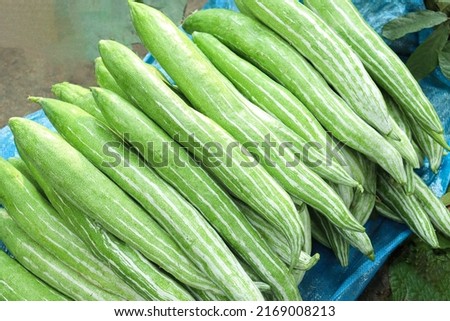 fresh and healthy snake gourd stock on shop for sell