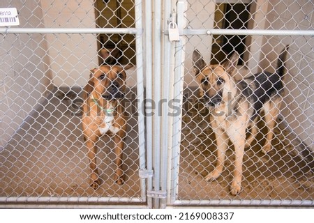 Large Breed German Shepherd Malinois Ridgeback in Animal Shelter Kennel Cage Sad Lonely Scared Impounded  Royalty-Free Stock Photo #2169008337