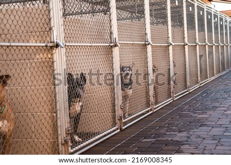 Many Multiple Dogs in Animal Shelter Kennels Cages Overcrowded Rescue Shelter Adoptable Dogs Waiting to be Rescued or Adopted Watching inside Looking at Camera Begging Pleading for Help Royalty-Free Stock Photo #2169008345