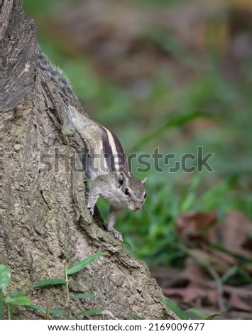 The northern palm squirrel also called the five-striped palm squirrel is a species of rodent in the family Sciuridae.