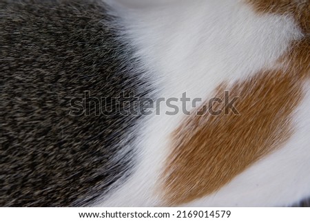 Closeup shot of the skin of an Anatolian cat