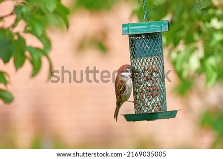 Hungry garden sparrows. A photo of garden sparrow in summertime (Denmark). Royalty-Free Stock Photo #2169035005