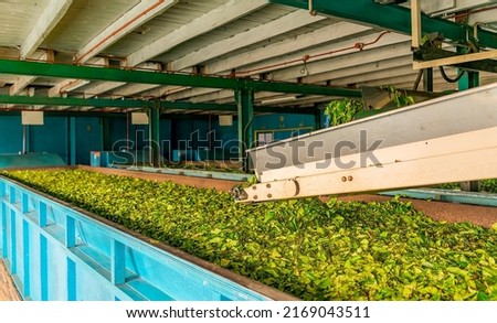 The tea on the conveyer belt after first coming don the shoot Royalty-Free Stock Photo #2169043511