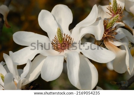 
Magnolia 'Emma Cook' is a Magnolia cultivar with white flowers