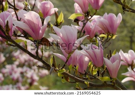 Magnolia 'Heaven Scent' is a Magnolia cultivar with pink flowers