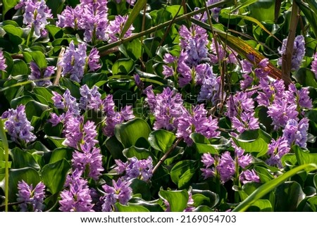 Common water hyacinth flowers in the pond closeup. Israel