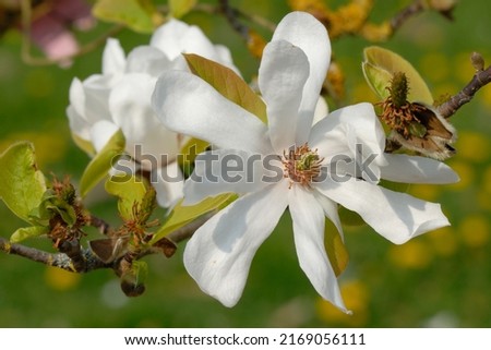 Magnolia loebneri 'Merrill' is a Magnolia cultivar with white flowers