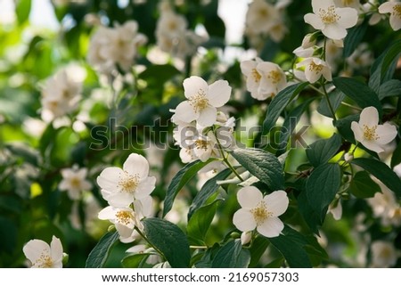 Blooming jasmine shrub in June. Jasmine flowers. White flowers. Photo of nature. Royalty-Free Stock Photo #2169057303