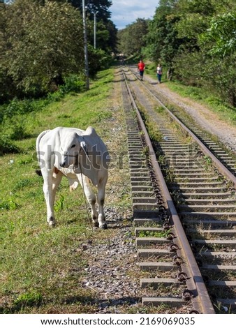 White zebu cow next to the old railway of Villeta, Cundinamarca, Colombia.