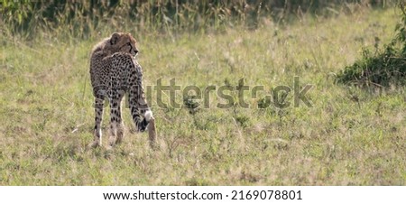 Cheetah stands in an open part of the grasslands looking intently towards the right of the picture. Animal is situated on left. The classic spots and black markings stand out against green vegetation.
