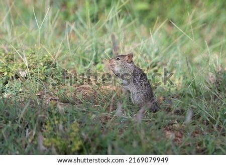 Profile picture of a Maasai mouse standing on its hind legs amongst the grasses. It holds grains to it mouth whilst both eating and keeping watch at the same time. Figure is situation on the left. 