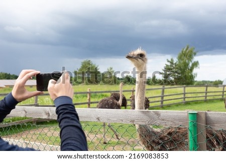 a man takes pictures of an ostrich at the zoo
