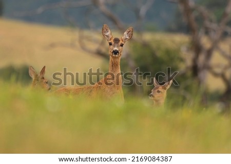 Roe deer mother with 2 baby deer. Roe deer female with newborn babies standing on the meadow. Capreolus capreolus. Royalty-Free Stock Photo #2169084387