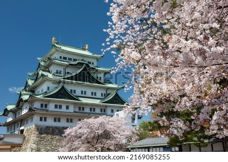Nagoya Castle and white sakura or cherry tree blossom with blue sky in spring season, Japan. Famous travel landmark or Holiday maker destination in Aichi, Chubu Royalty-Free Stock Photo #2169085255