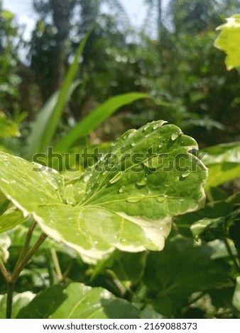 Water drops on a leaf in sunshine. Beauty of the nature. Blurred background. Nature photography. Summer,