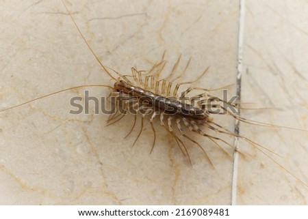 creepy critter: spooky centipede on de floor Royalty-Free Stock Photo #2169089481