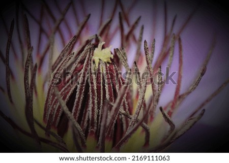 Fine art plant photographs in macro