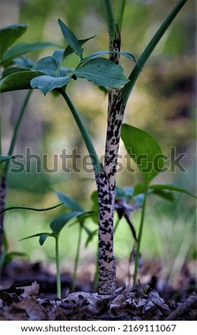 Fine art plant photographs in macro