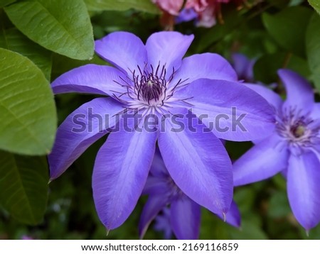 purple clematis (Ranunculaceae) close up flower
