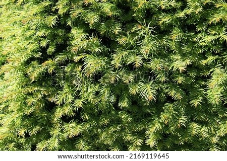 Decorative coniferous tree. Living fence green natural background.