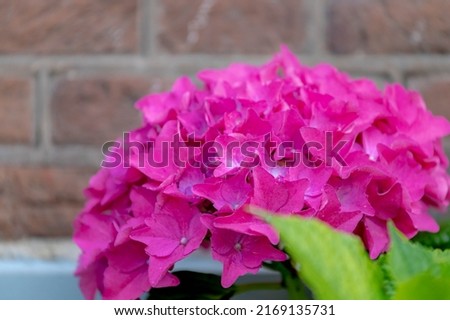 Selective focus of Hydrangea in the garden, Bushes of colorful purple pink ornamental flower, Hortensia flowers are produced from early spring to late autumn, Natural floral texture background.